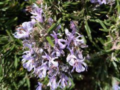 IMG_20240317_121616062